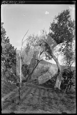 Alberi, fichi d'india