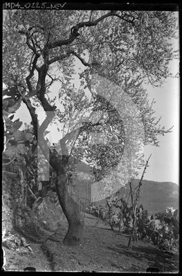 Alberi, fichi d'india