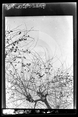 alberi